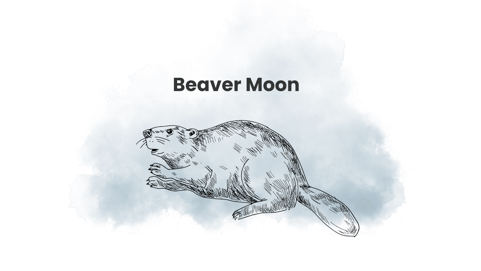 Beaver Moon – Current by Coralus